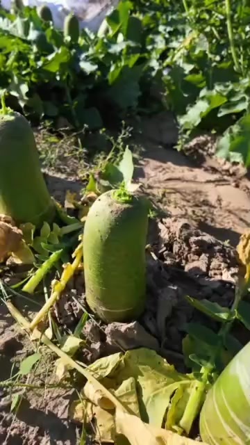 公主岭市吉林水果萝卜大量有货
