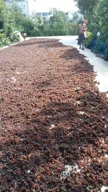新沂市老树桃胶
