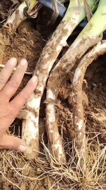 丰镇市本地大葱