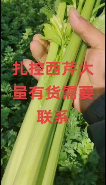 西芹