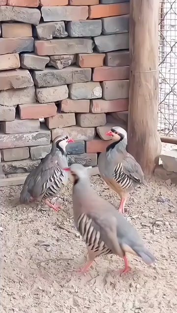 鹧鸪