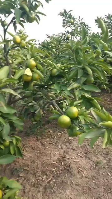 资中蜜桔 大量上市，产地直销，价格优惠品质到位