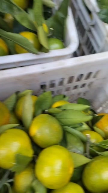 城固县蜜桔