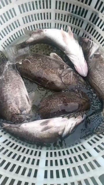 鱼仔桂