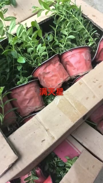 满天星，金叶满天星，萼距花，大盆满天星