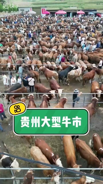 威宁县黄牛