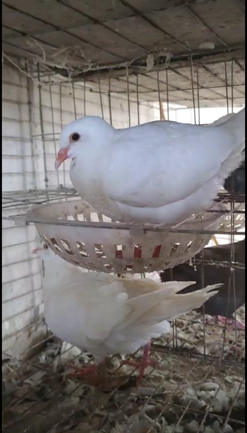 襄樊出售元宝鸽青年，喜欢的联系