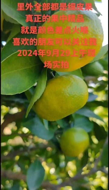 新余蜜橘即将上市，新老客户尽请期待