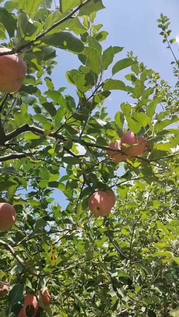 威宁县威宁苹果