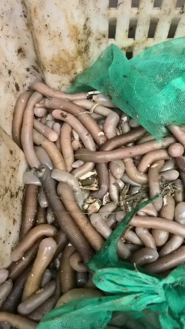 东港市码头一手沙虫  每天现分现发 空运 物流公司稳定发 当天可到