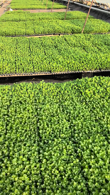寿光市芹菜苗