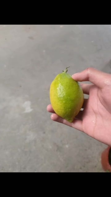 钟山县广东香水柠檬
