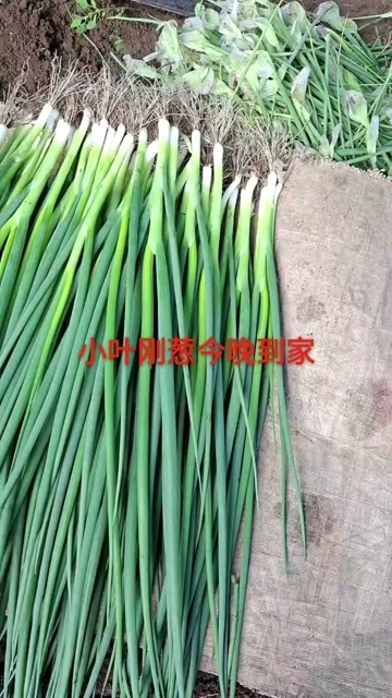 公主岭市波姐香葱代收，吉林省长春公主岭怀德镇香葱基地，大量有货