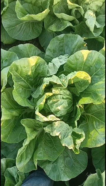 夏阳白菜早50