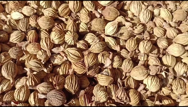 宜宾精品香砂，质量保证