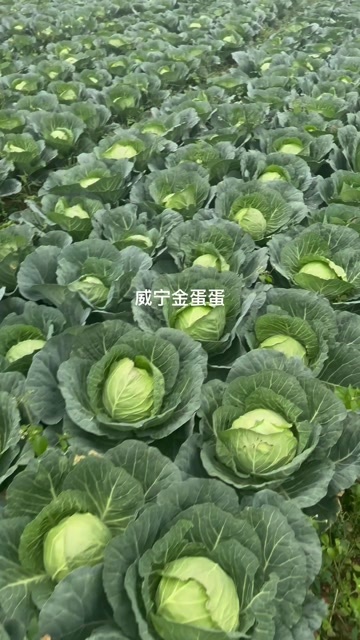 威宁县优质铁头