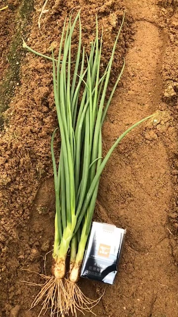 厦门香葱