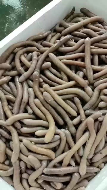 东港市新鲜沙虫 一手货  码头打捞上来就分捡发货