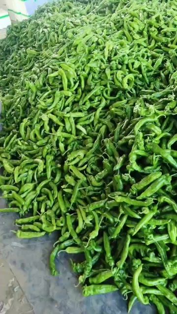 费县301，大尖椒