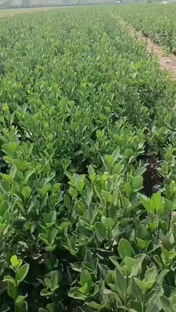 40-50公分高 大叶黄杨，冬青苗，绿篱