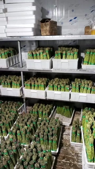 达茂旗精品大芦笋