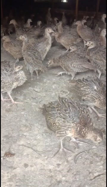 灵山县七彩山鸡脱温苗