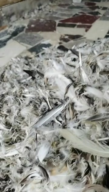信丰县鸭毛，鹅毛