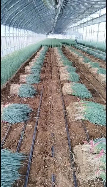 优质铁杆大葱苗，品种齐全，一手货源，