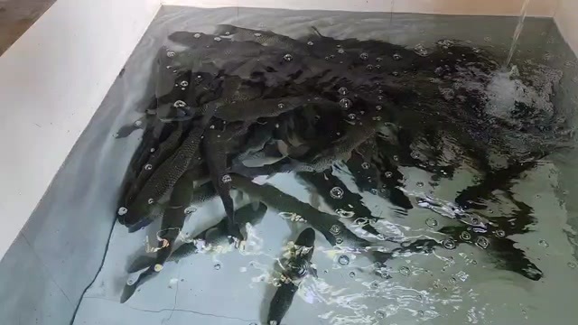 建瓯市草鱼