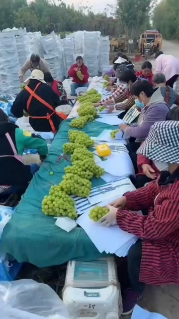 石家庄出口级阳光玫瑰，底糖十六以上，有采购需求的朋友联系