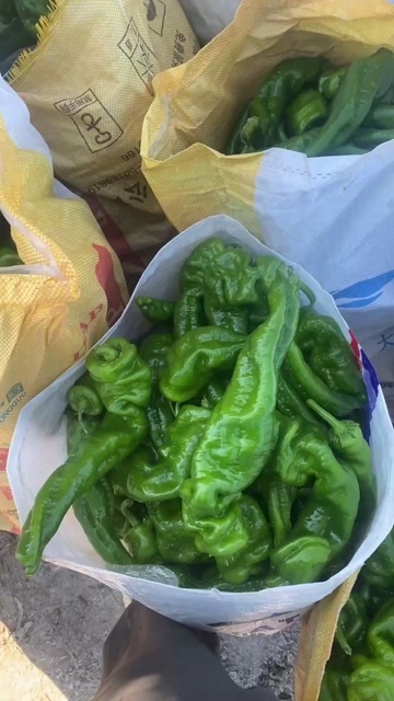伊宁市新疆螺丝椒现货