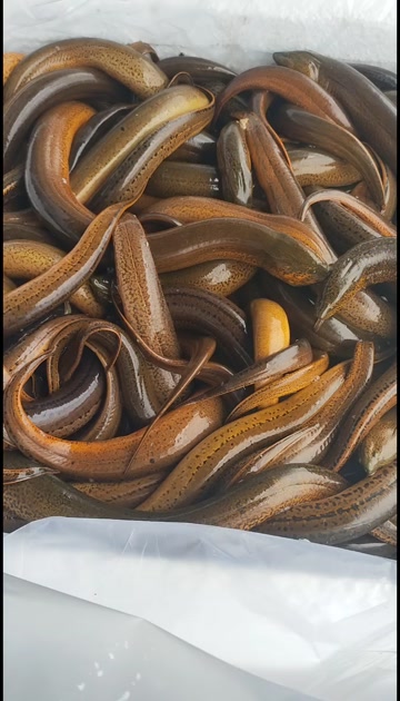 湖北黄鳝 稻田黄鳝鳝鱼自然生长 产地批发 源头供应