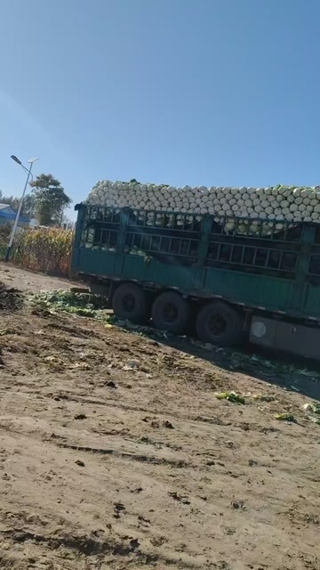 黄心大白菜