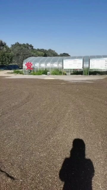 同心县宁夏吴忠市同心县优质荞麦谷物新鲜精选
