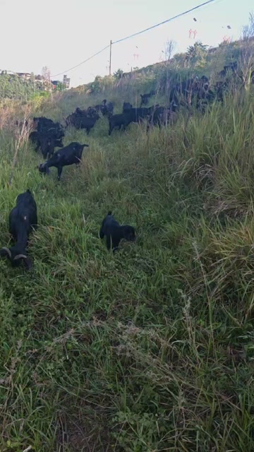 放养黑山羊羊苗,需要养殖的朋友可以联系,