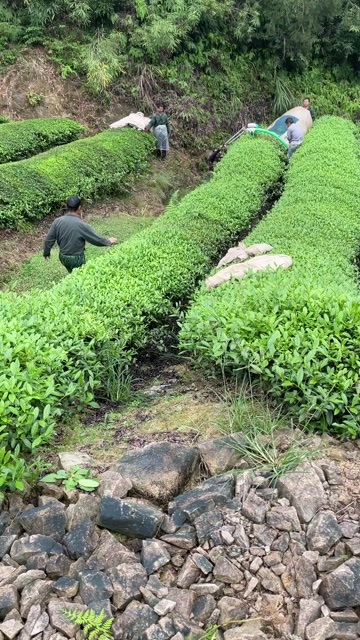 古田县采茶咯，价格美丽，批发价25起