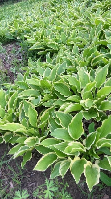 沭阳县玉簪花