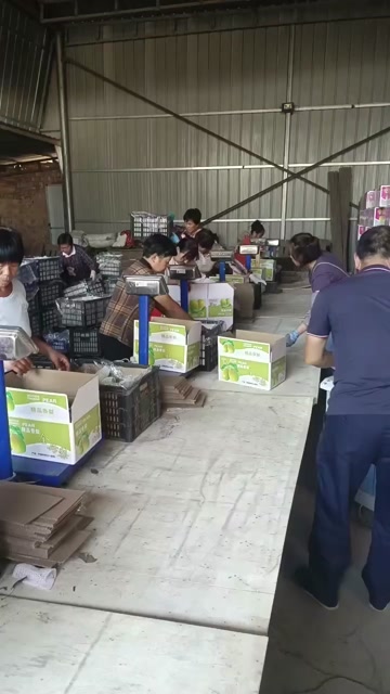 礼盒香梨 礼盒秋月梨 大量现货供应 保质保量