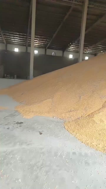 宾县东北自然干玉米，烘干玉米，