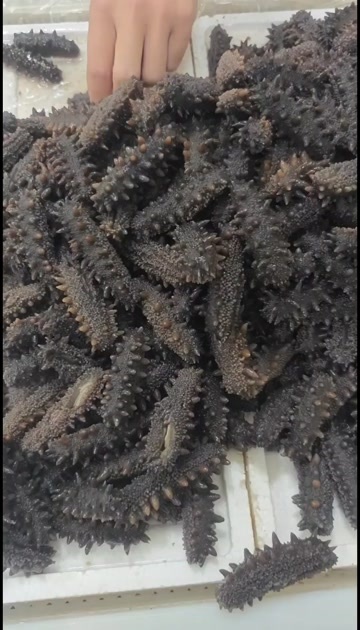 霞浦县自有工厂，鲜食海参，一手货源，合作先拿样品，口感Q弹