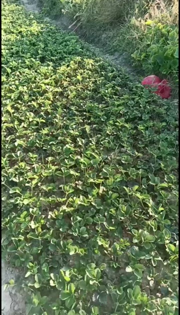 长丰县红颜草莓苗