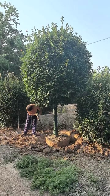 石楠树 8公分10公分12公分15公分价格