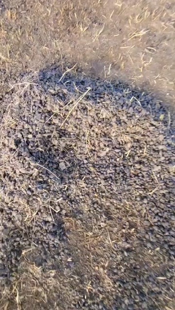 若尔盖县纯干羊粪