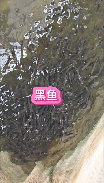 博罗县黑鱼/才鱼苗