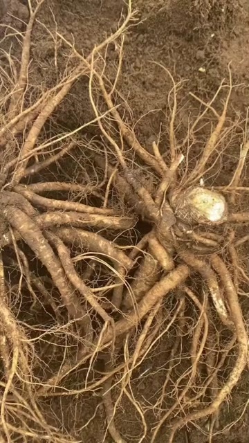 成都鲜当归已经上市了 需要的老板联系