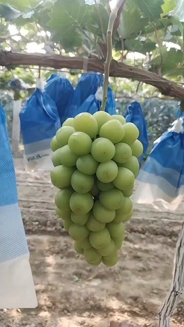 大荔县阳光玫瑰    克伦生