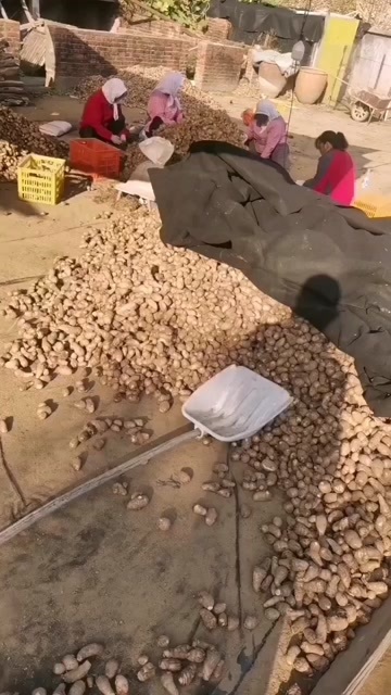 庄河市庄河本地沙土地芋头