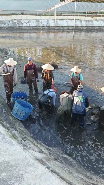 珍珠鳖大甲鱼水鱼货源源头