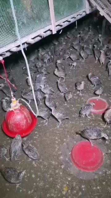 灵山县现货批发脱温山鸡苗