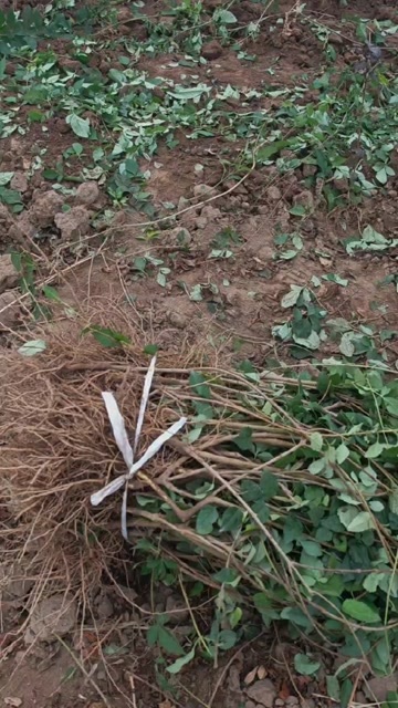 绛县连翘苗药用连翘苗3号连翘苗，5号药用大果连翘苗